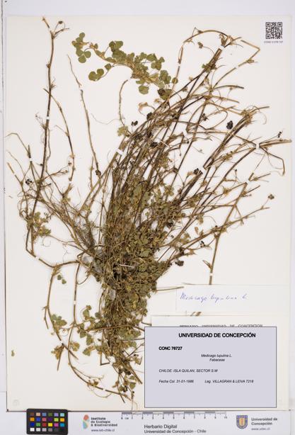 Medicago lupulina [Espécimen: ]