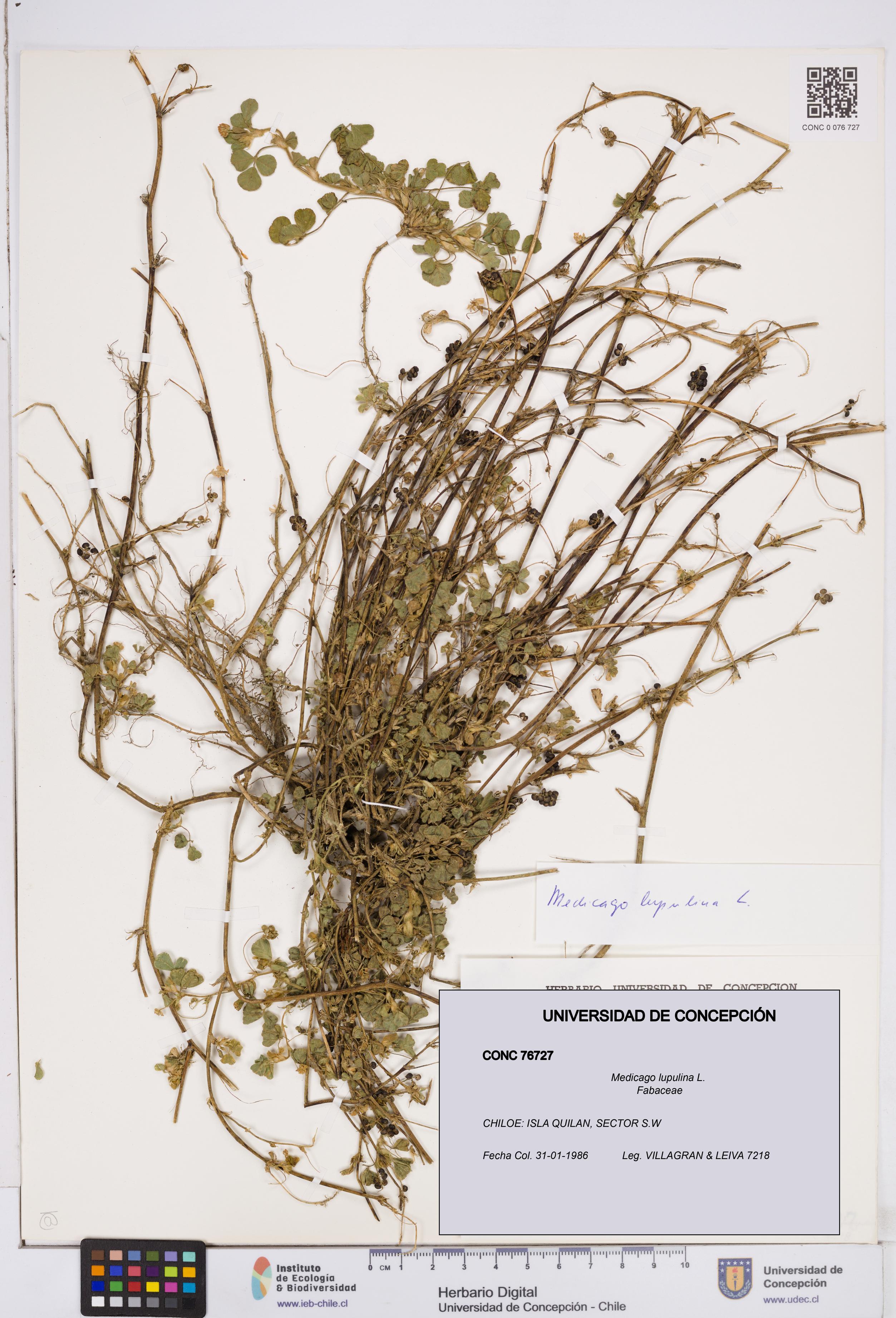 Medicago lupulina [Espécimen: ]