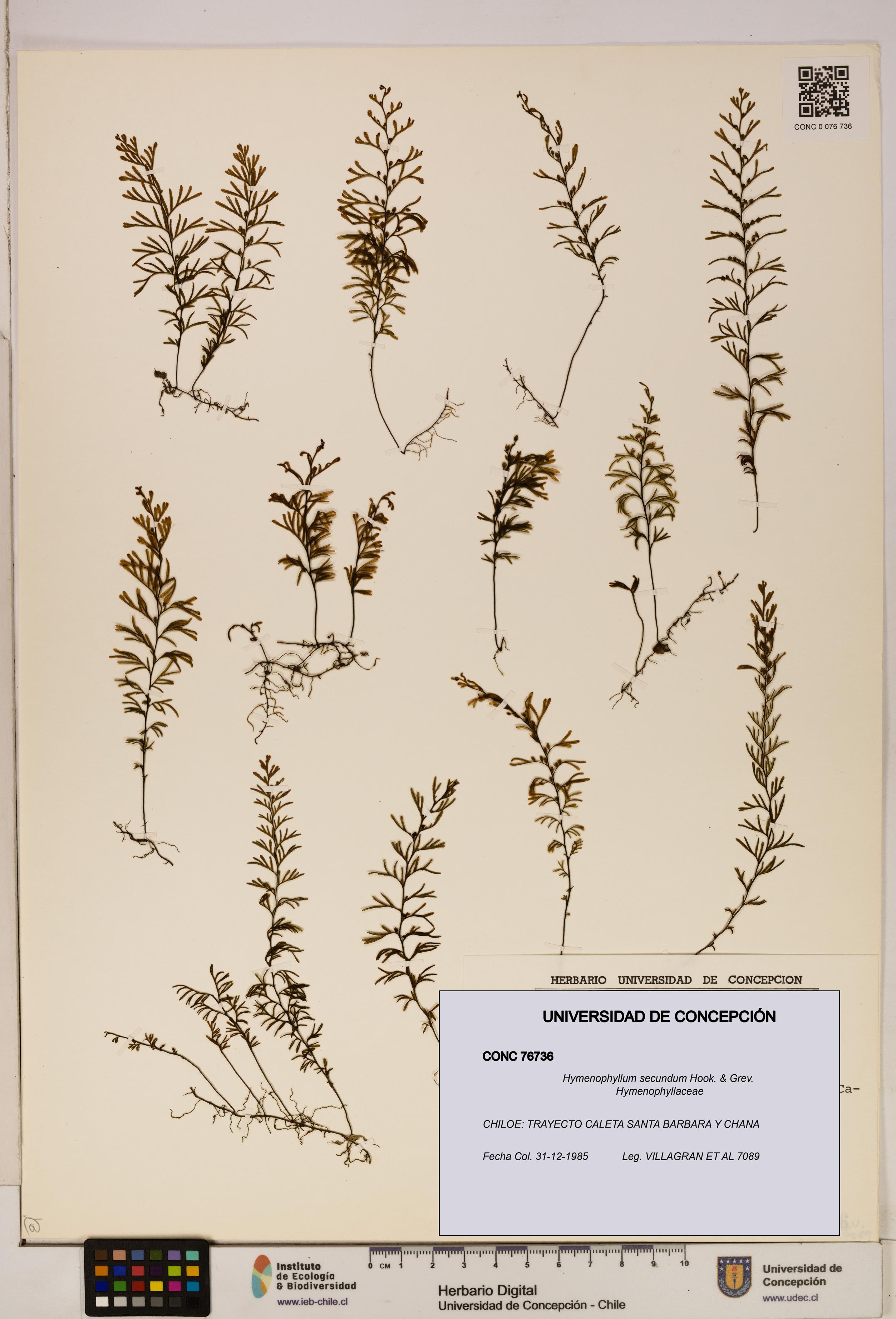 Hymenophyllum secundum [Espécimen: ]