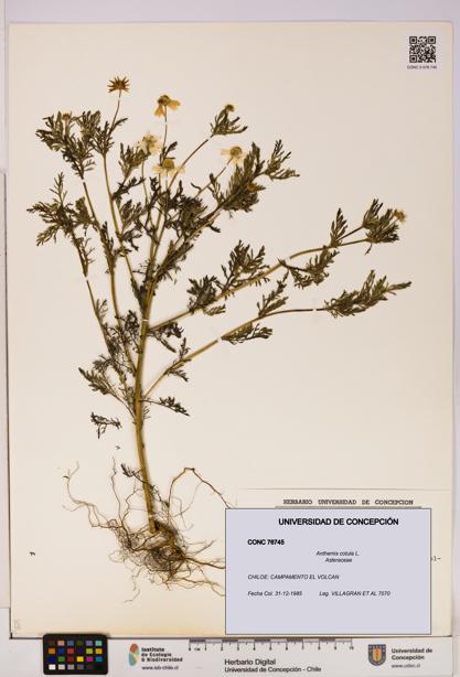Anthemis cotula [Espécimen: UDEC:CONC:0076745]