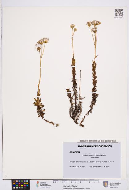 Senecio philippii [Espécimen: ]