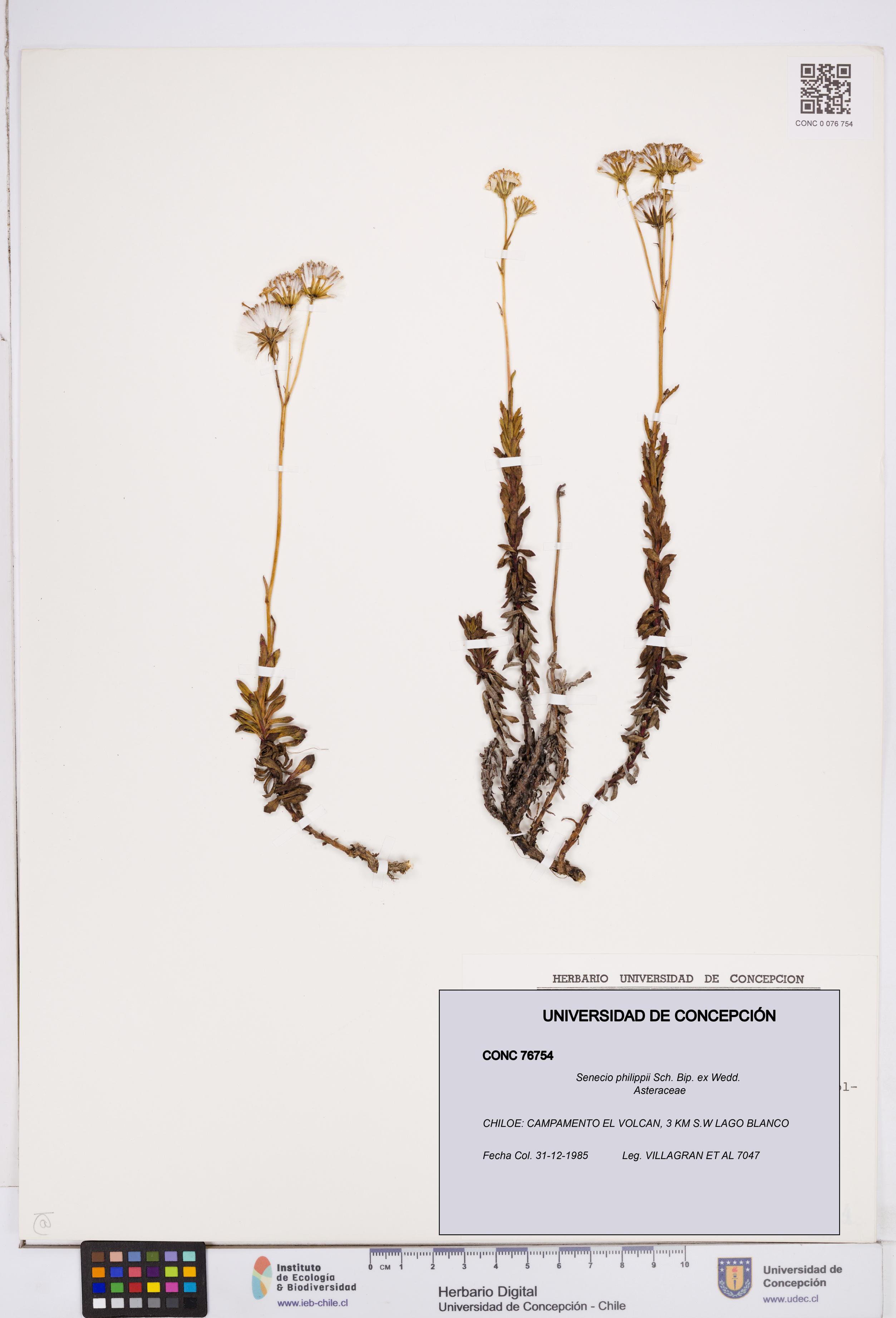 Senecio philippii [Espécimen: ]