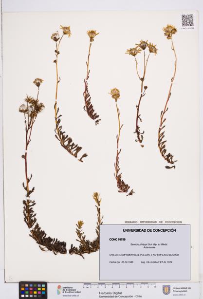 Senecio philippii [Espécimen: ]