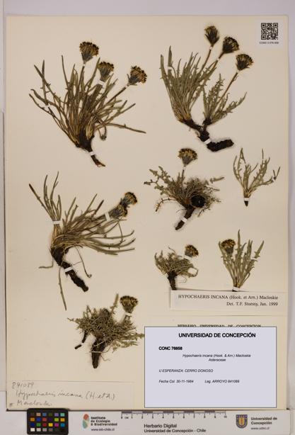 Hypochaeris incana [Espécimen: UDEC:CONC:0076858]