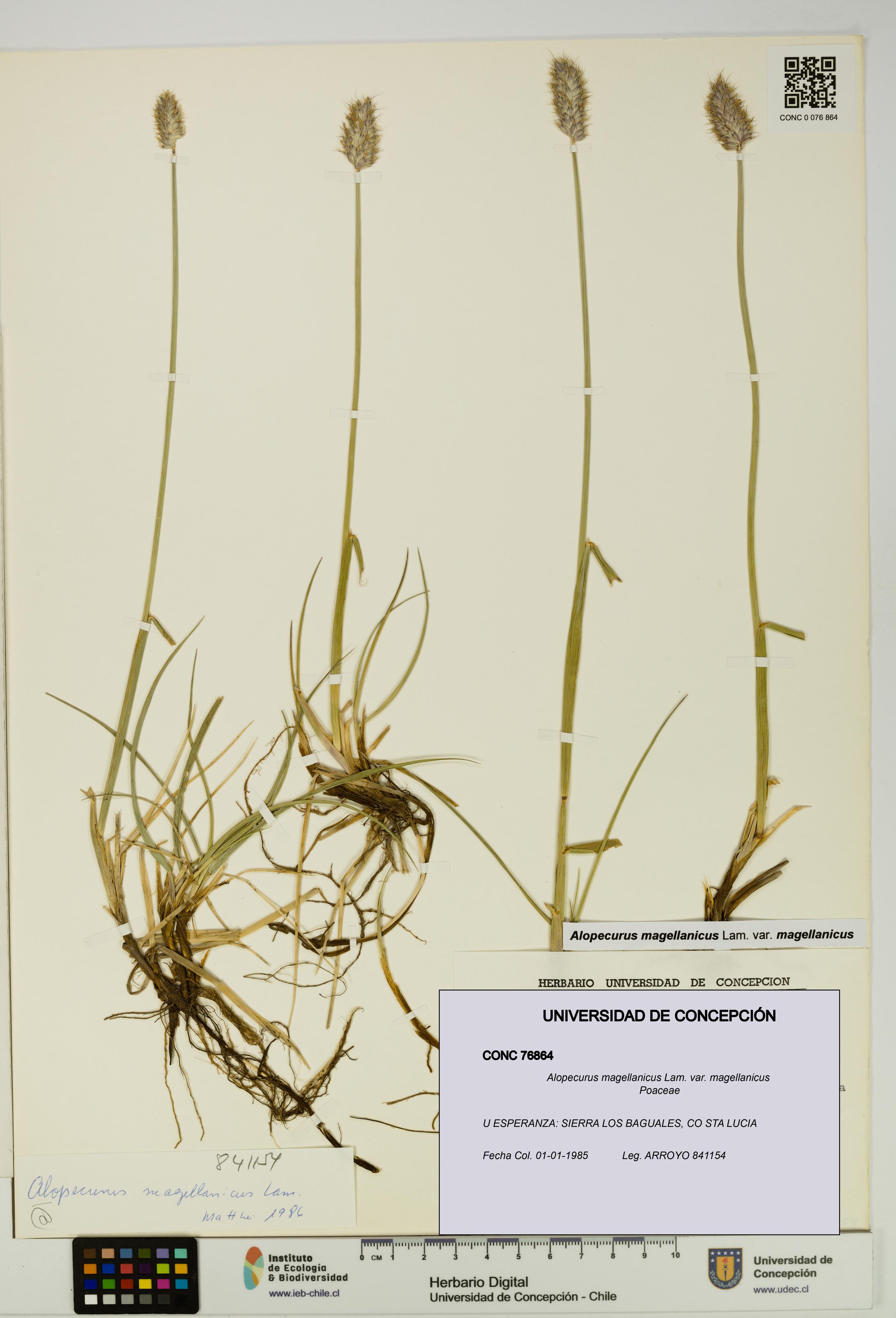 Alopecurus magellanicus var. magellanicus [Espécimen: UDEC:CONC:0076864]