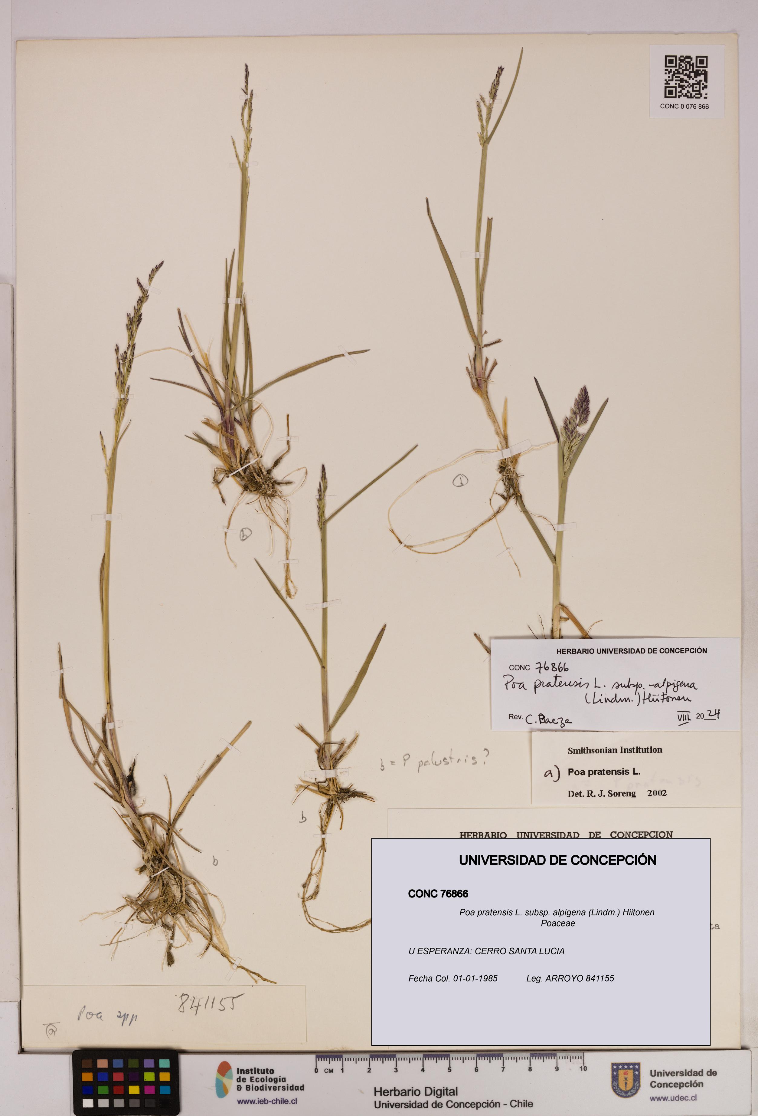 Poa pratensis [Espécimen: UDEC:CONC:0076866]