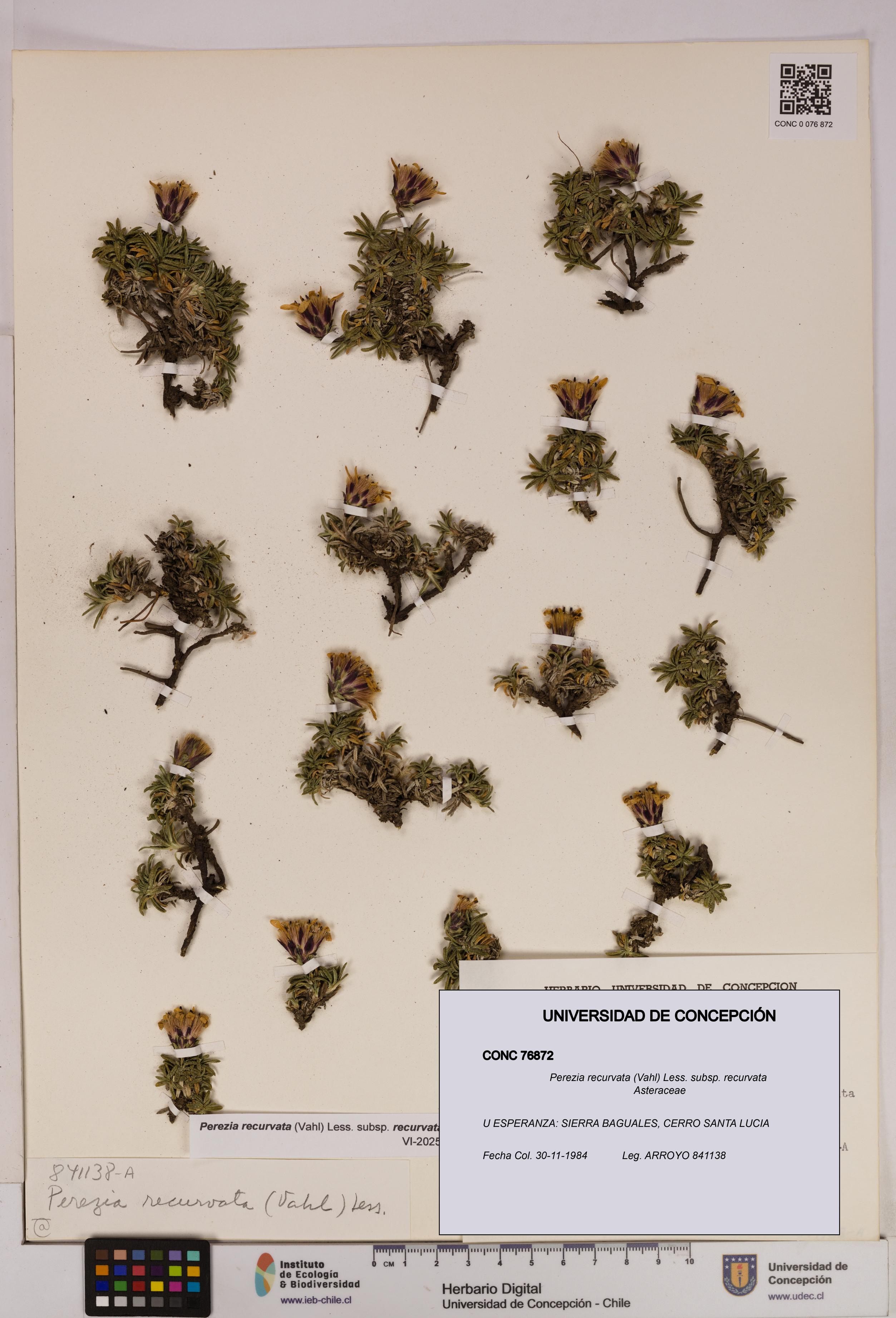 Perezia recurvata subsp. recurvata [Espécimen: UDEC:CONC:0076872]
