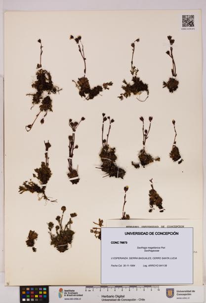 Saxifraga magellanica [Espécimen: UDEC:CONC:0076873]