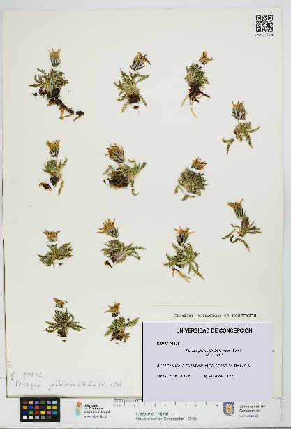 Perezia pilifera [Espécimen: UDEC:CONC:0076878]