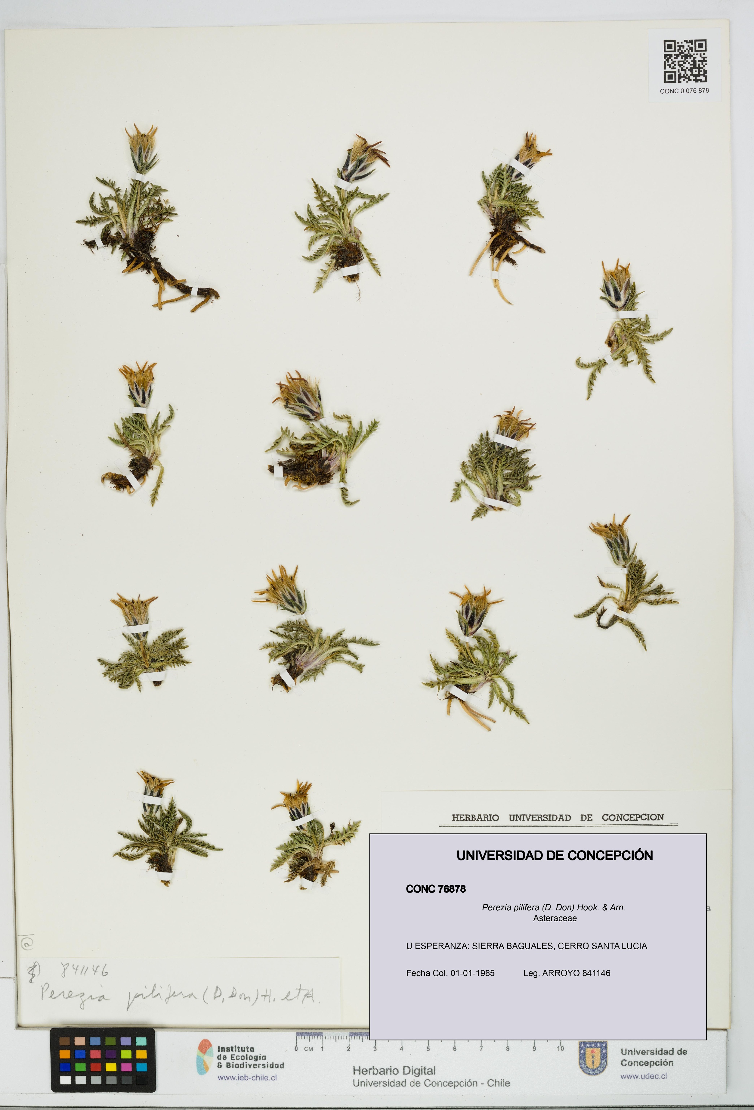 Perezia pilifera [Espécimen: UDEC:CONC:0076878]