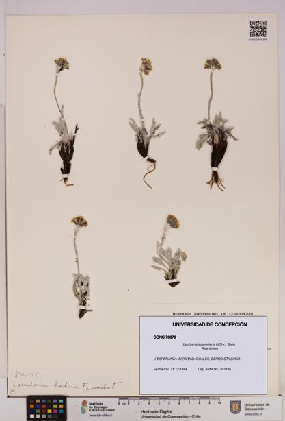 Leucheria suaveolens [Espécimen: UDEC:CONC:0076879]