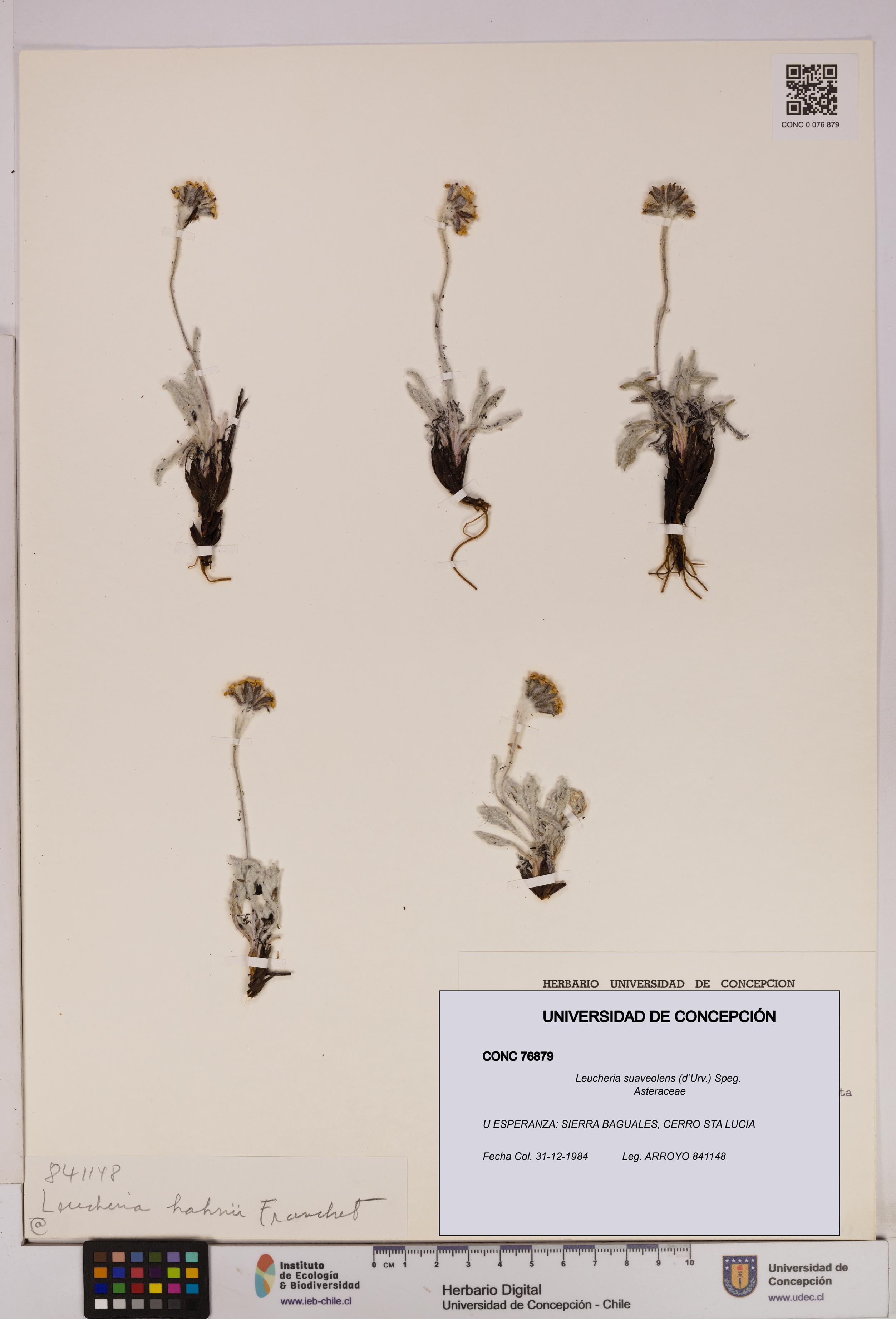 Leucheria suaveolens [Espécimen: UDEC:CONC:0076879]