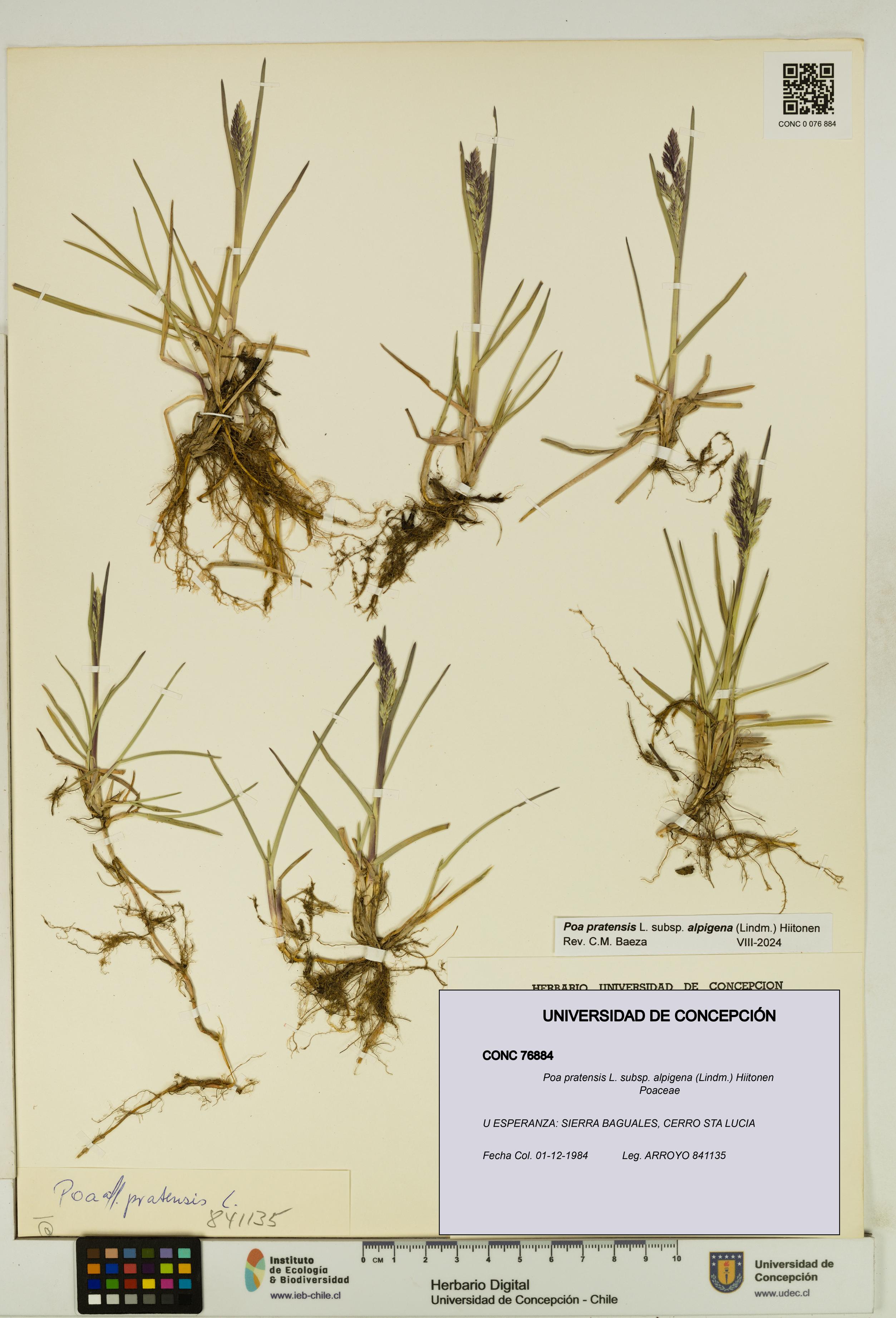Poa pratensis [Espécimen: UDEC:CONC:0076884]