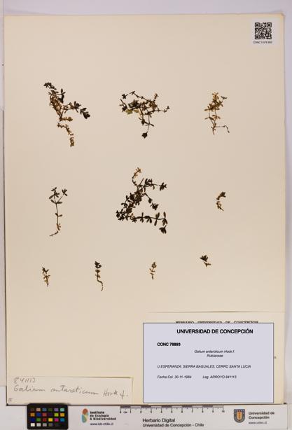 Galium antarcticum [Espécimen: UDEC:CONC:0076893]