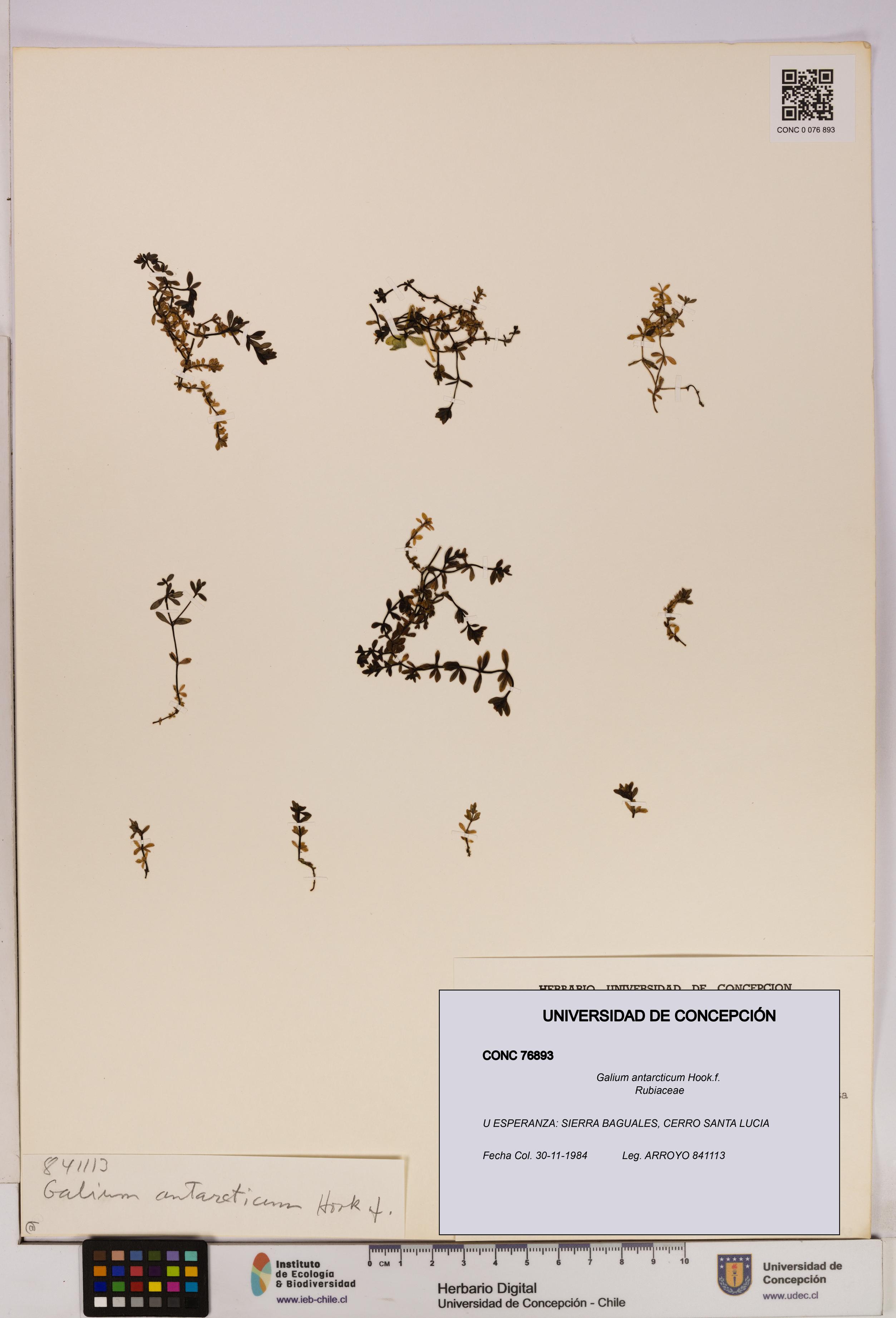 Galium antarcticum [Espécimen: UDEC:CONC:0076893]