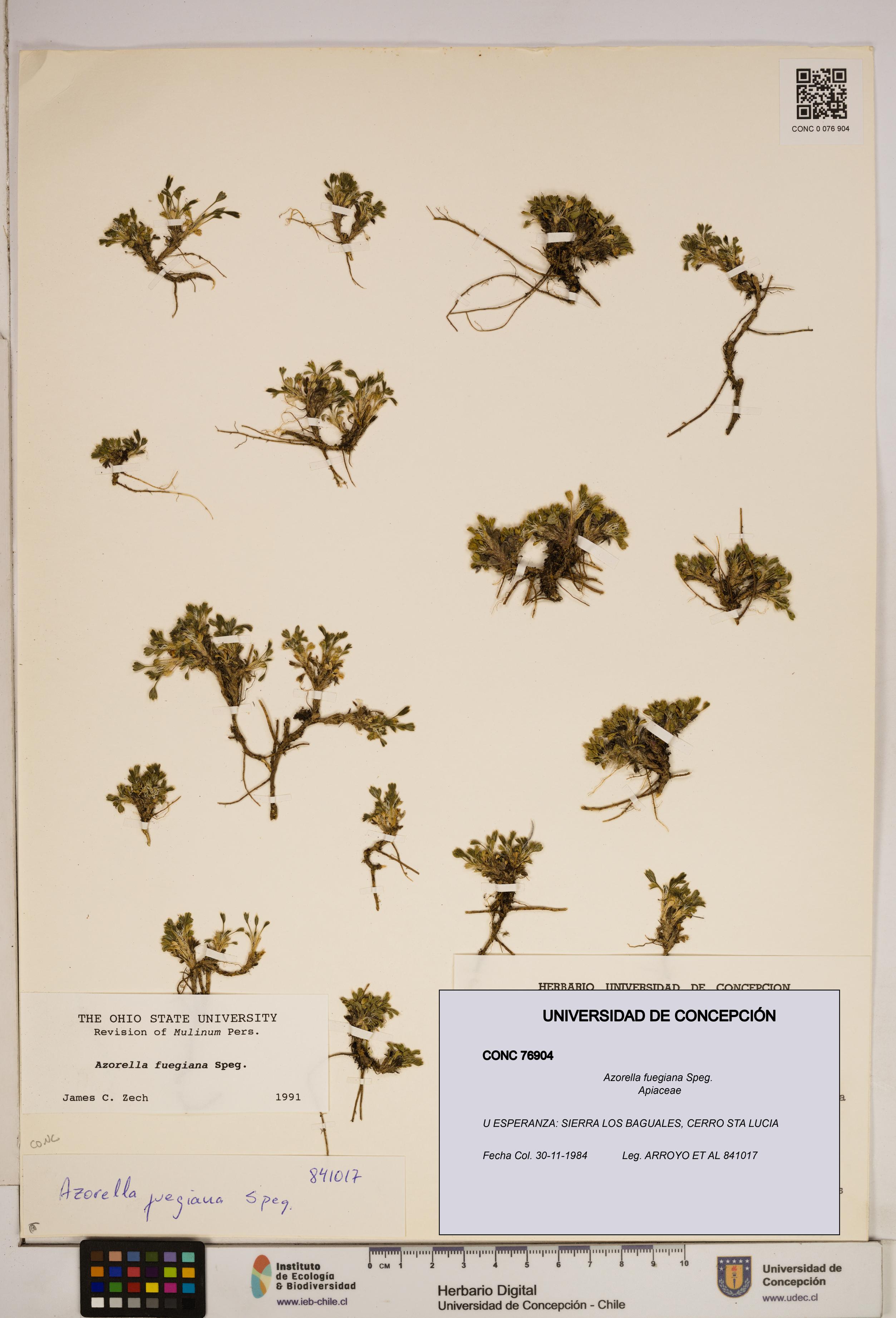 Azorella fuegiana [Espécimen: ]