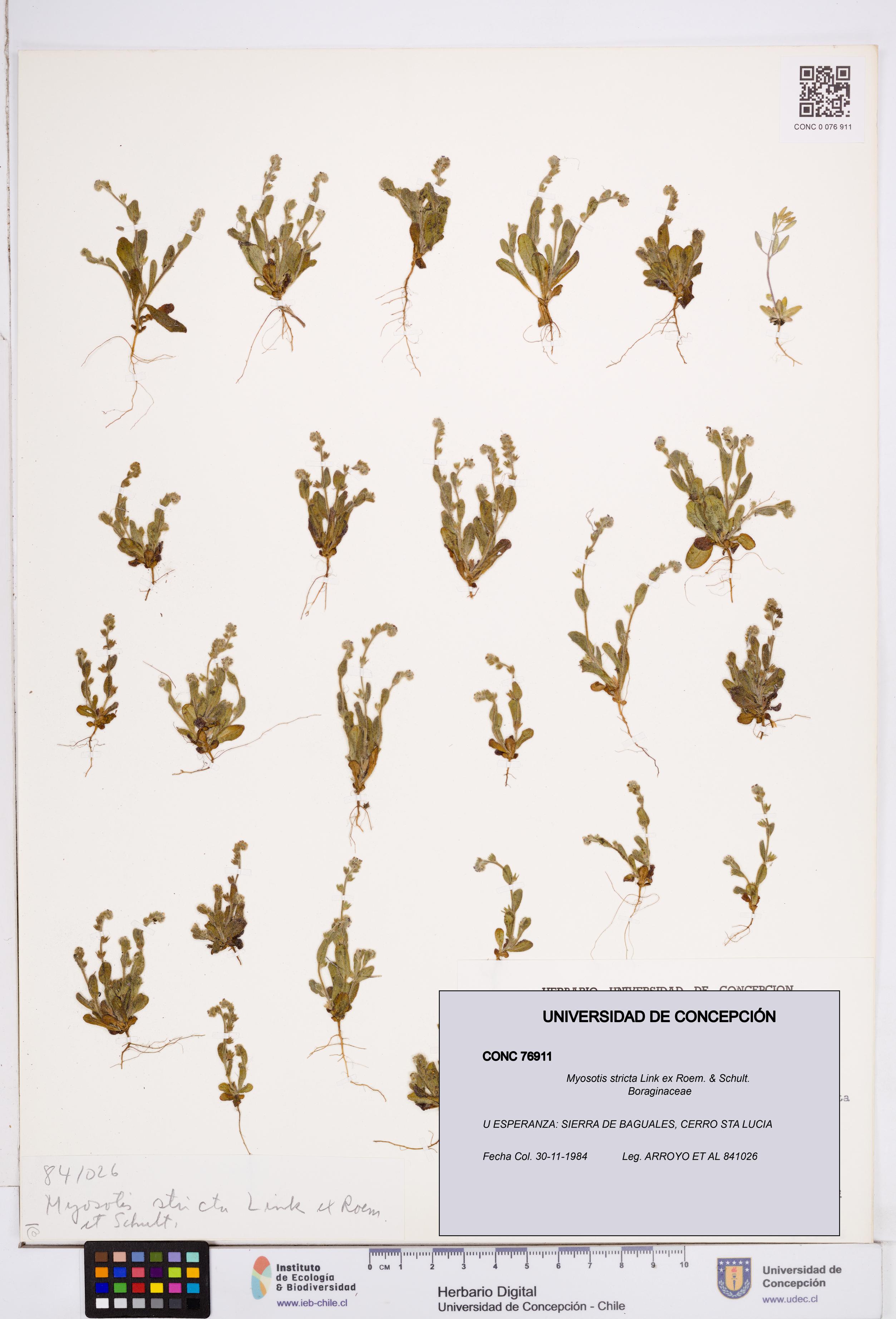 Myosotis stricta [Espécimen: ]