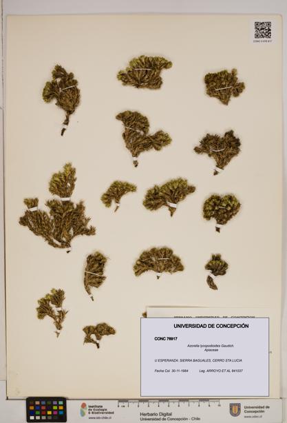 Azorella lycopodioides [Espécimen: ]