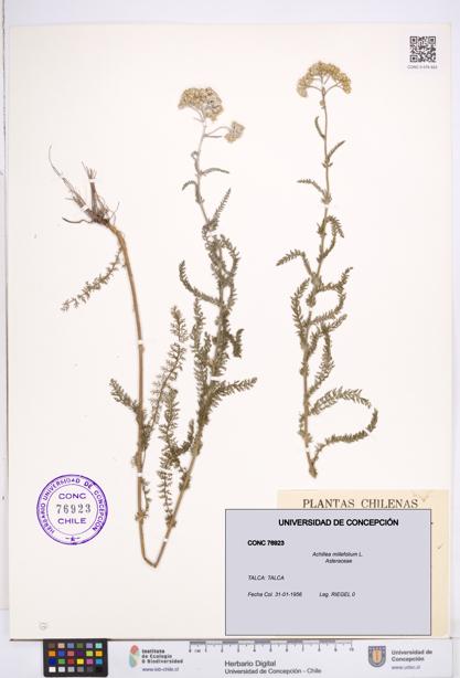 Achillea millefolium [Espécimen: ]