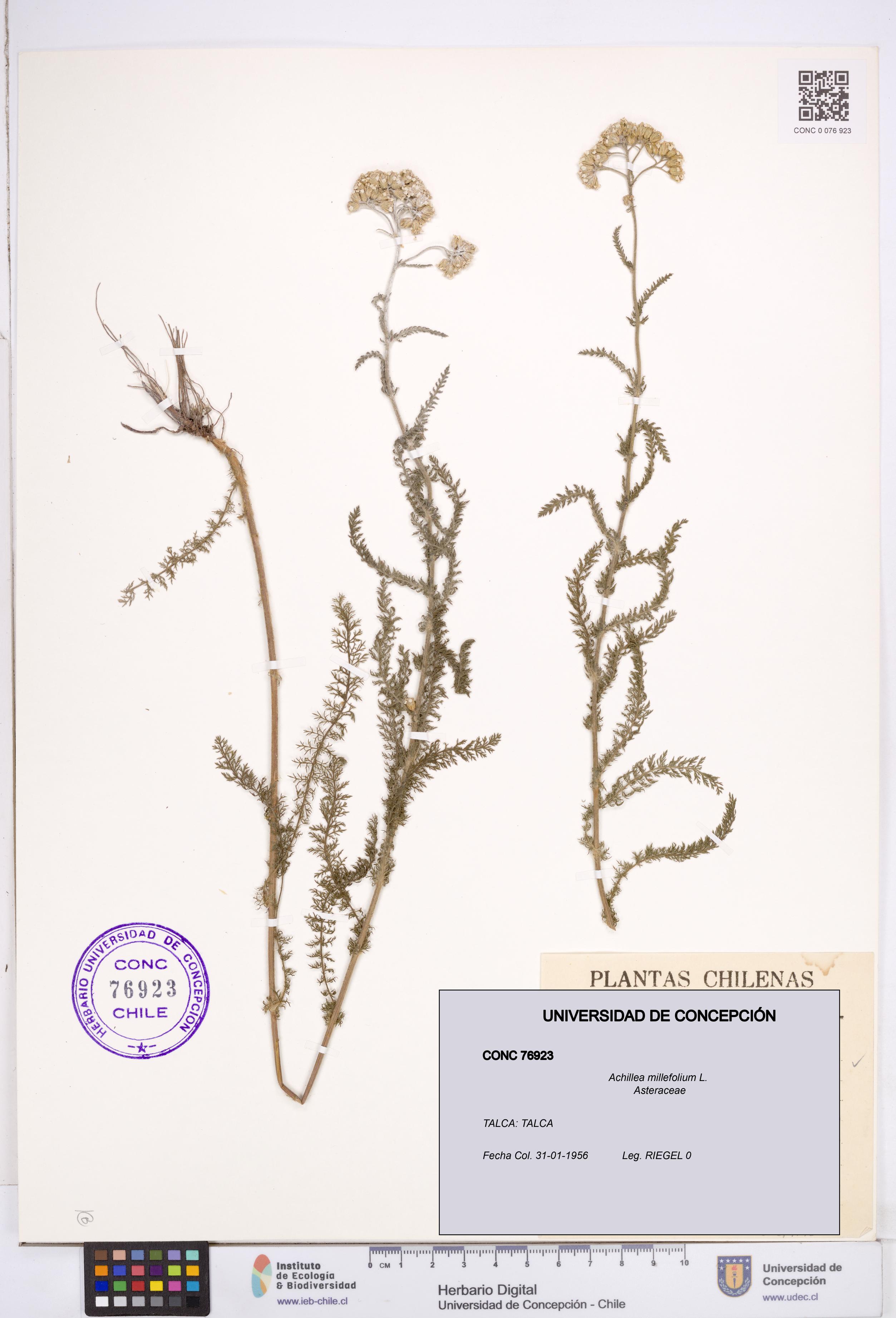 Achillea millefolium [Espécimen: ]