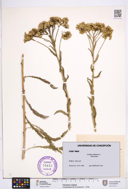 Achillea millefolium [Espécimen: ]