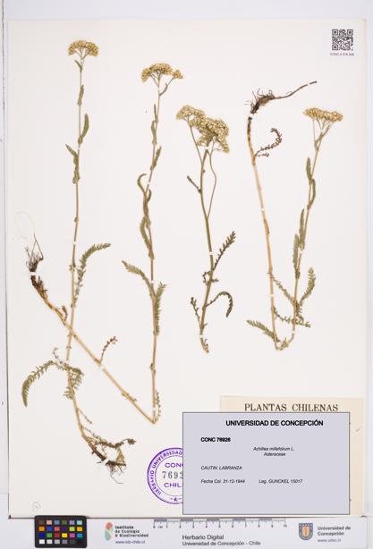 Achillea millefolium [Espécimen: ]