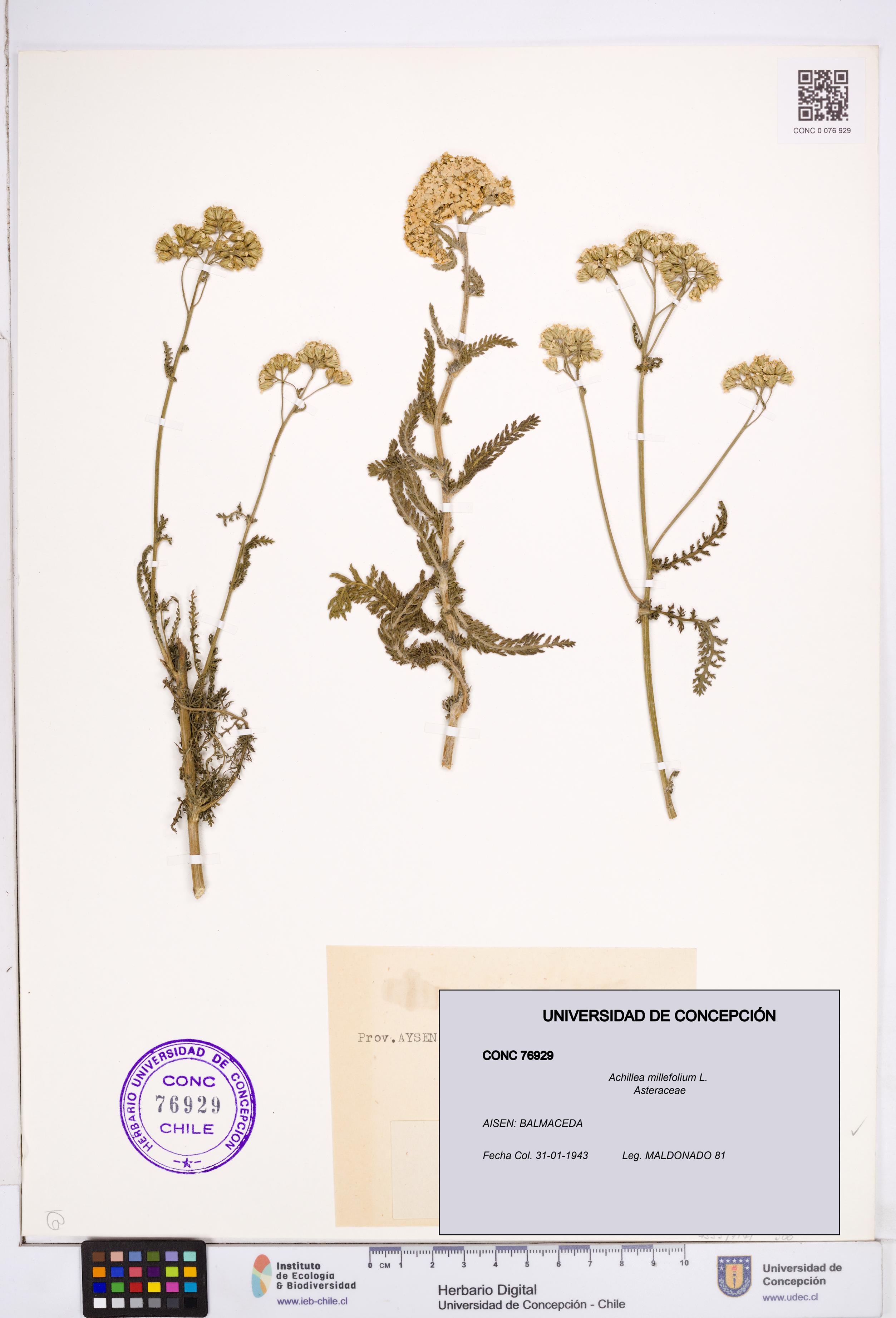 Achillea millefolium [Espécimen: ]