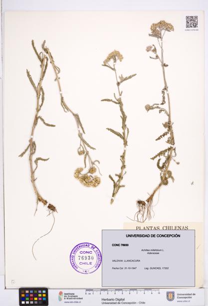 Achillea millefolium [Espécimen: ]
