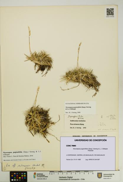 Nicoraepoa pugionifolia [Espécimen: UDEC:CONC:0076963]