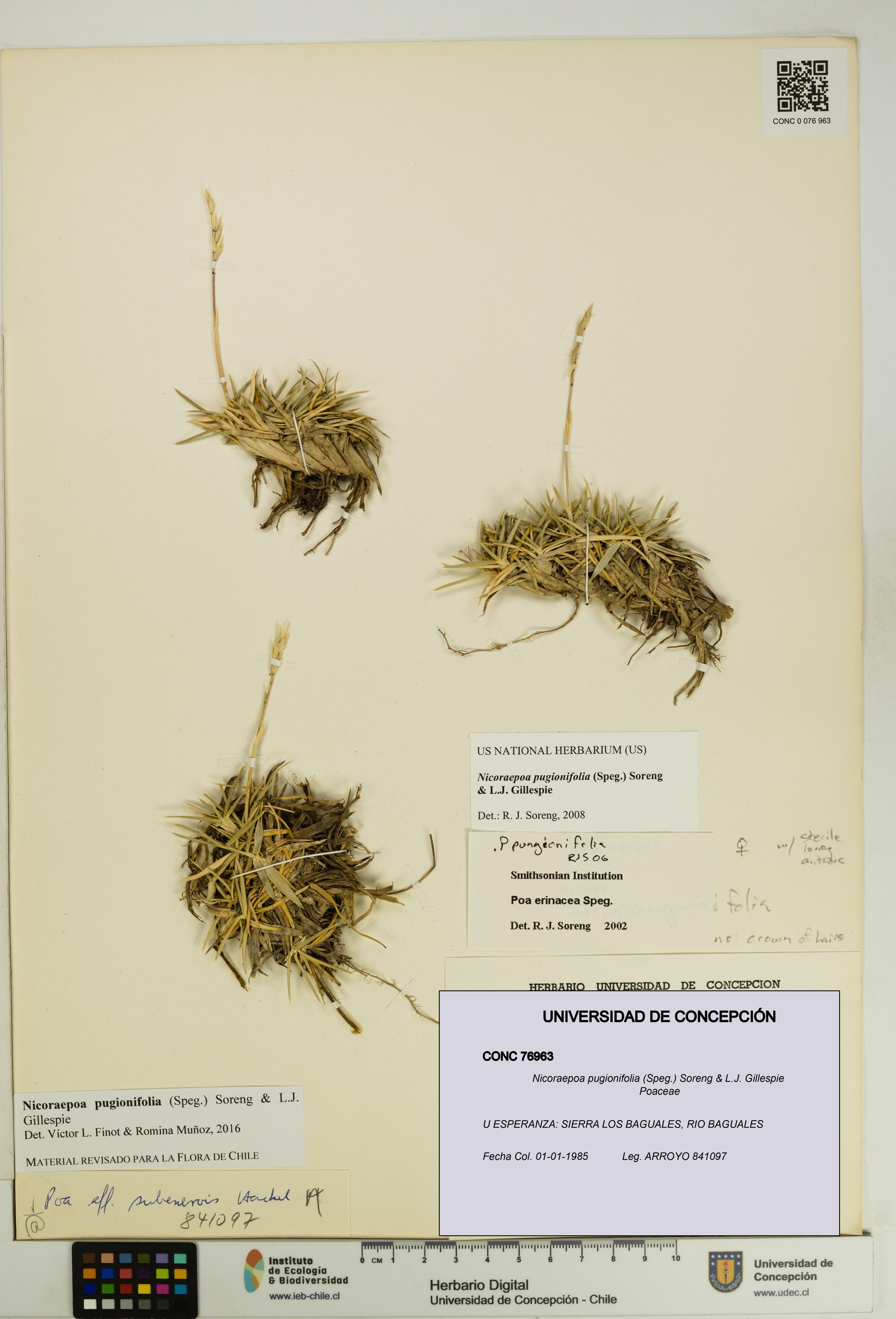 Nicoraepoa pugionifolia [Espécimen: UDEC:CONC:0076963]
