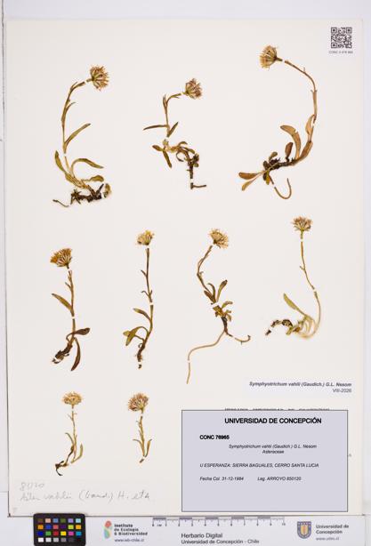 Symphyotrichum vahlii [Espécimen: ]