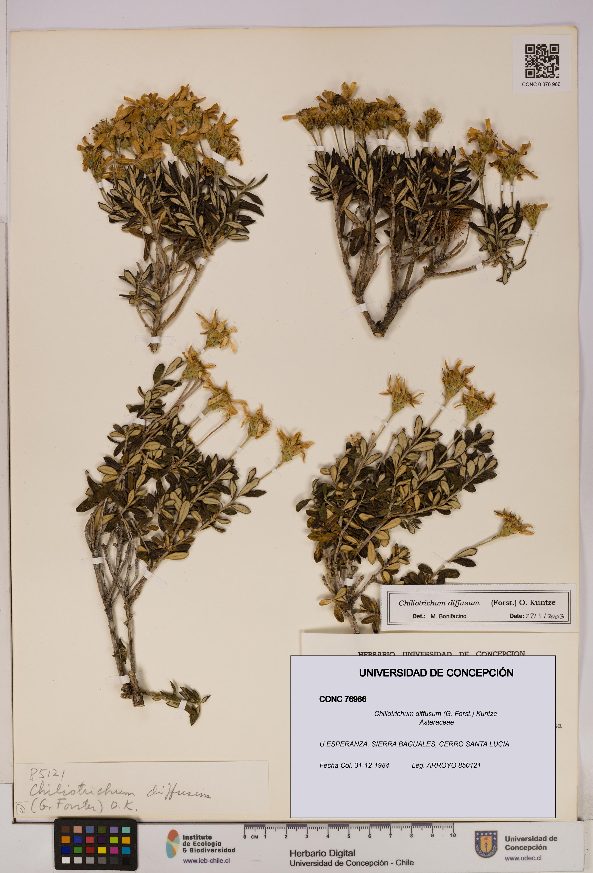 Chiliotrichum diffusum [Espécimen: UDEC:CONC:0076966]