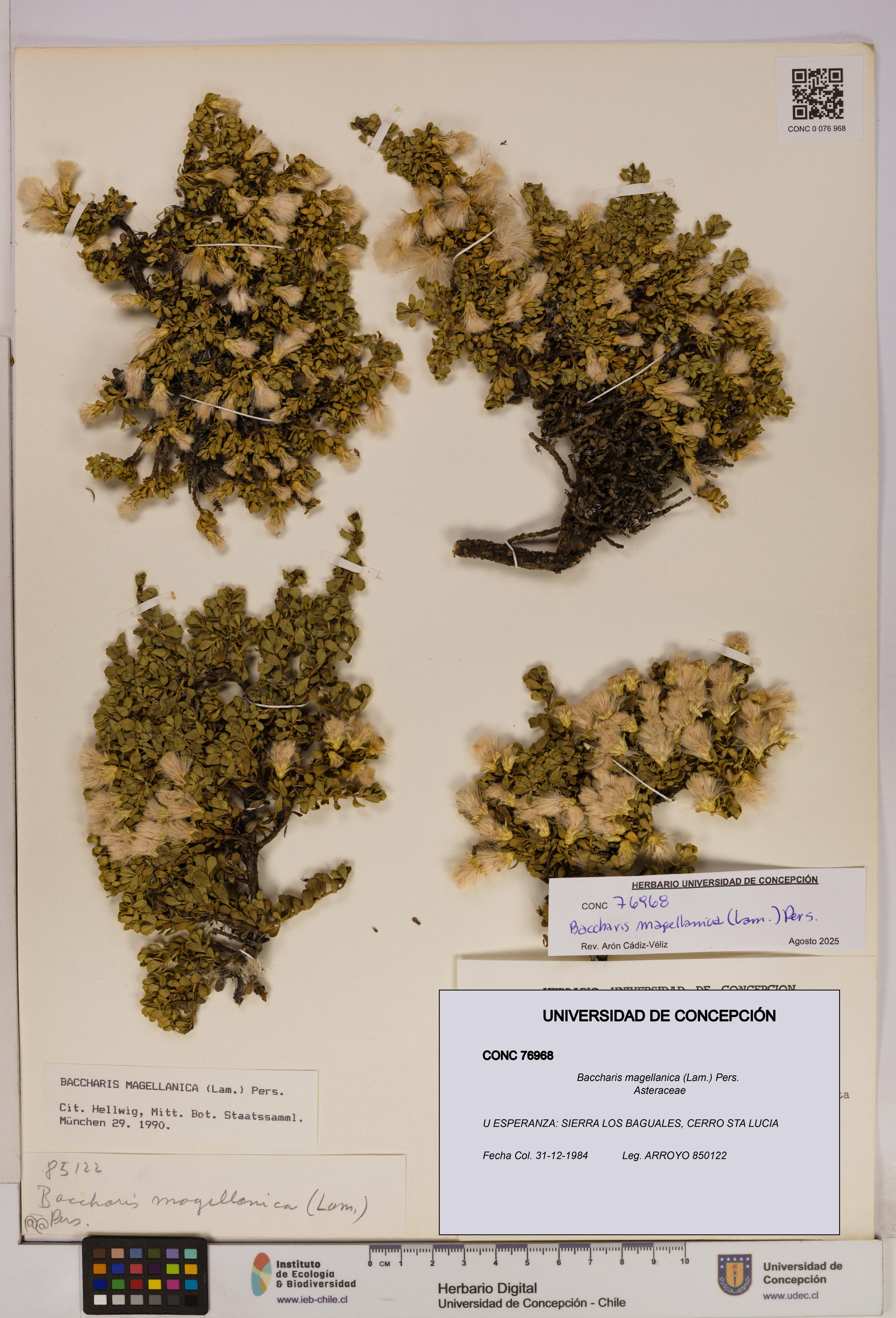 Baccharis magellanica [Espécimen: UDEC:CONC:0076968]