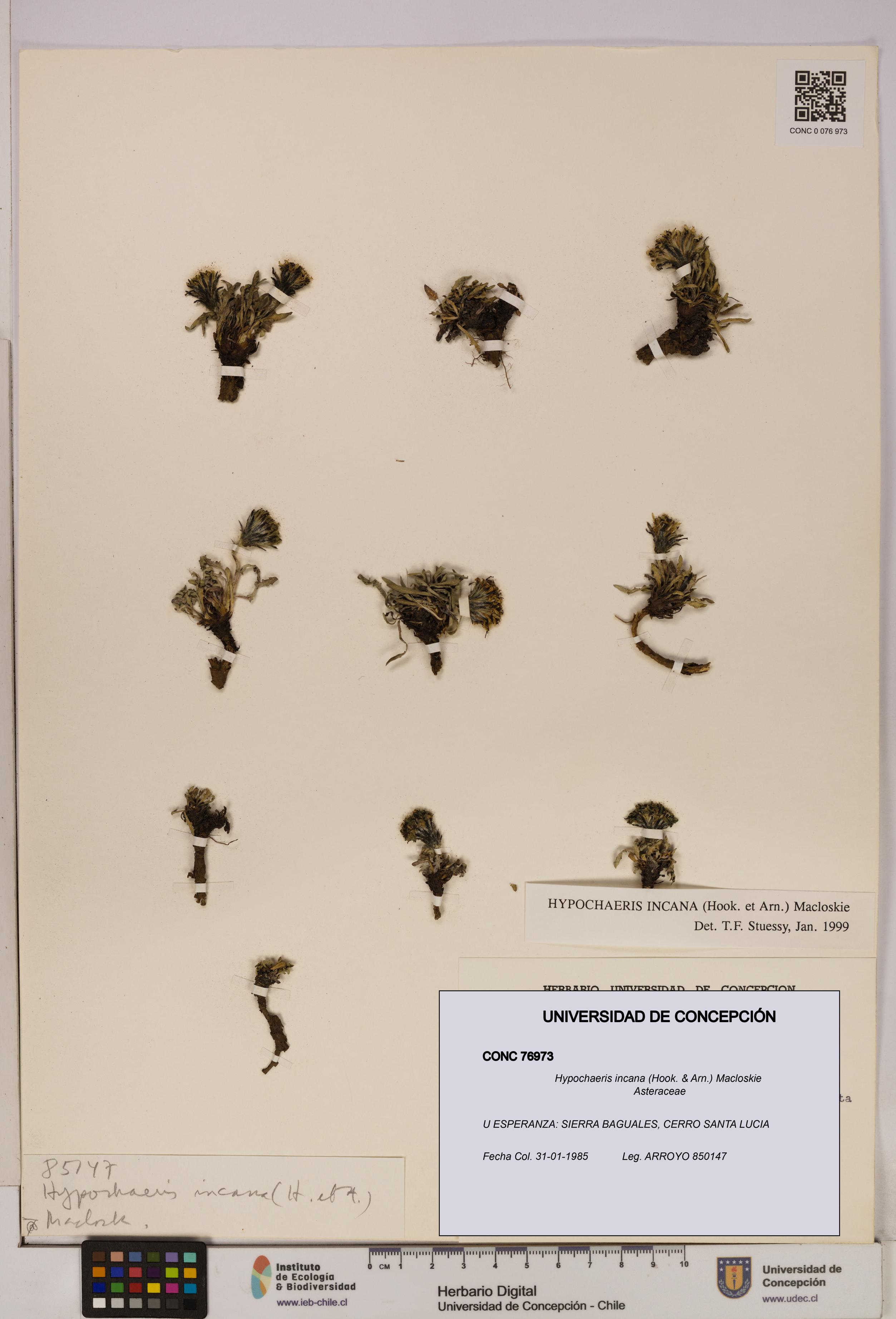 Hypochaeris incana [Espécimen: UDEC:CONC:0076973]