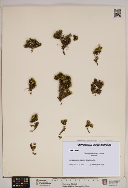 Azorella lycopodioides [Espécimen: ]