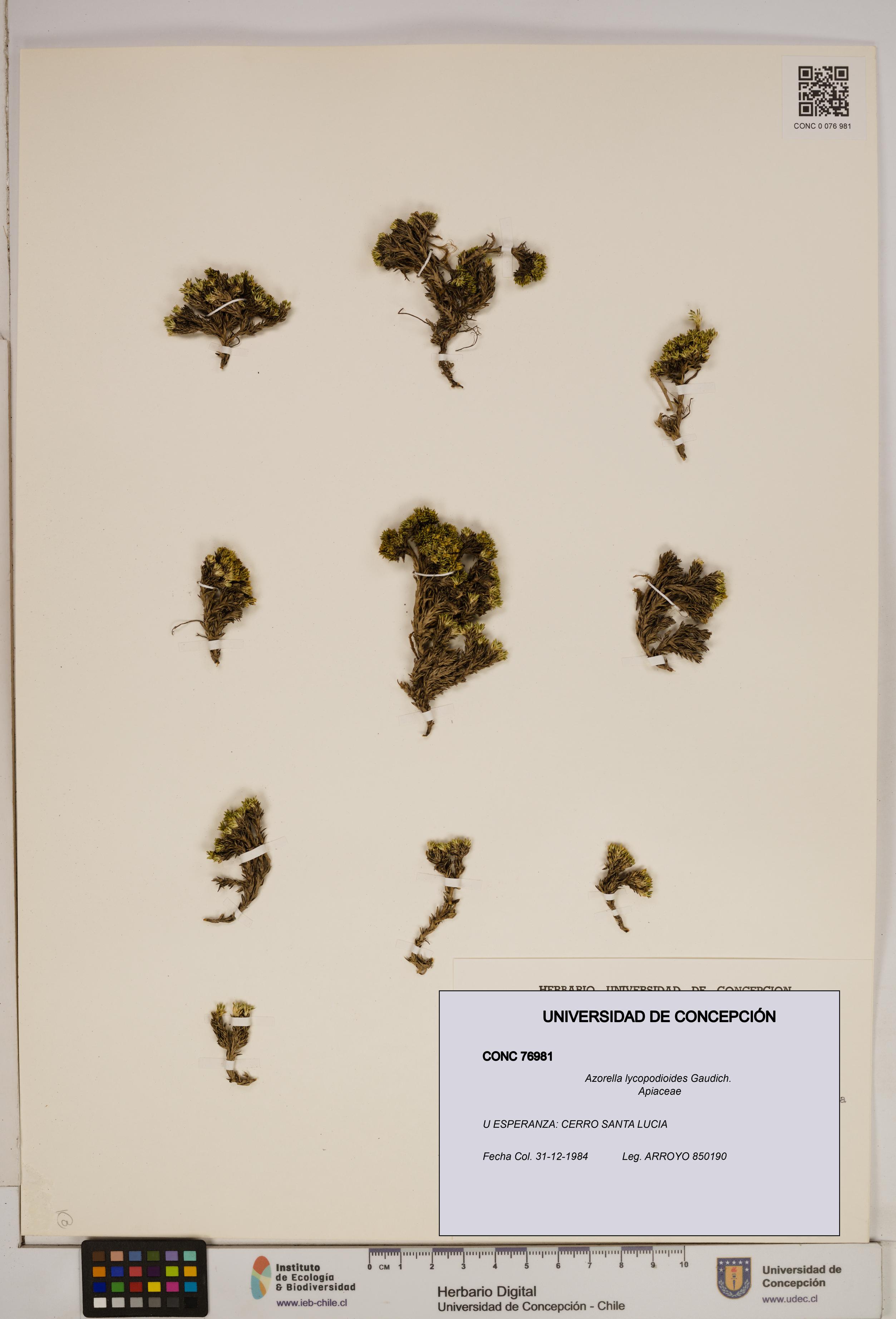 Azorella lycopodioides [Espécimen: ]