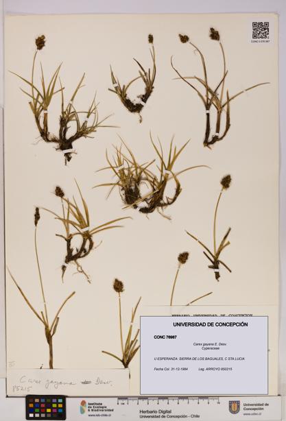 Carex gayana [Espécimen: UDEC:CONC:0076987]