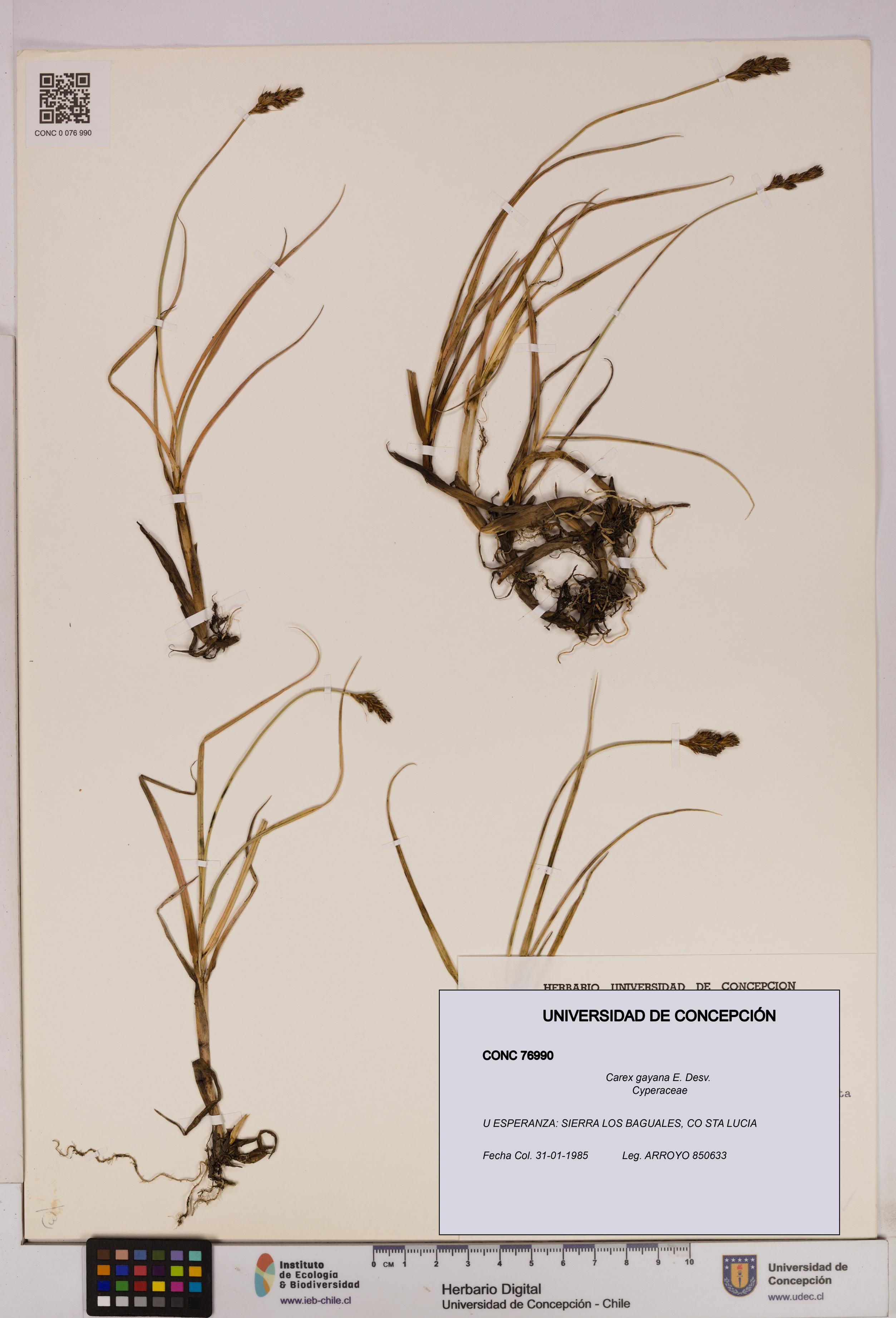 Carex gayana [Espécimen: UDEC:CONC:0076990]