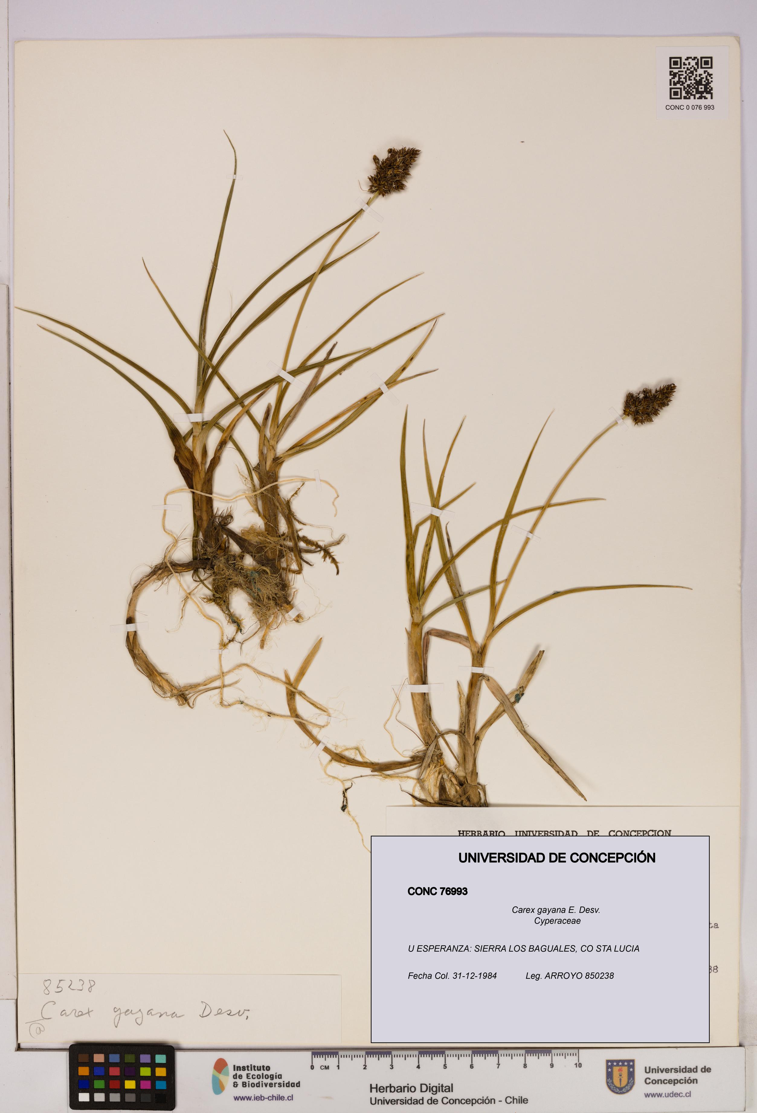 Carex gayana [Espécimen: UDEC:CONC:0076993]