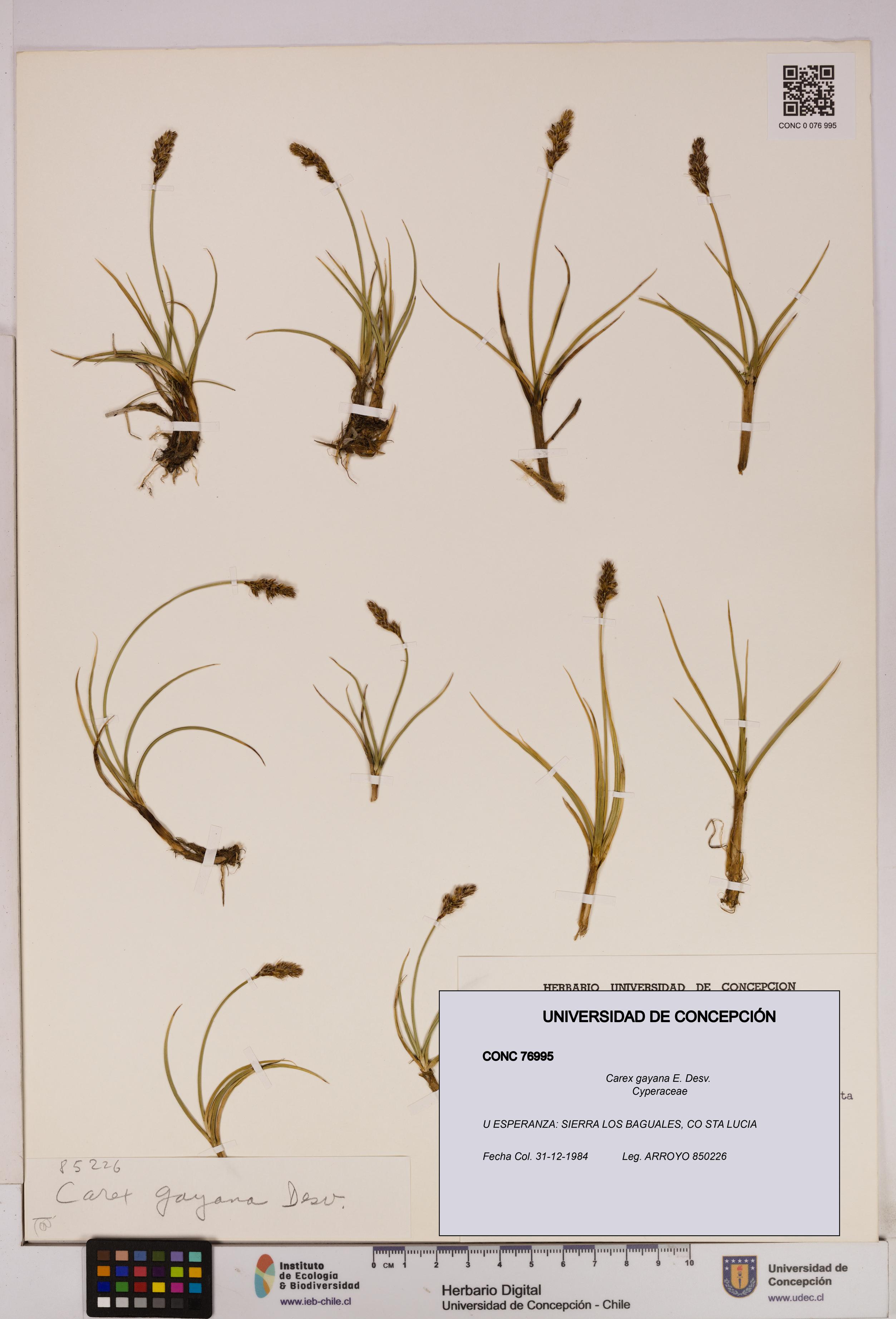 Carex gayana [Espécimen: UDEC:CONC:0076995]