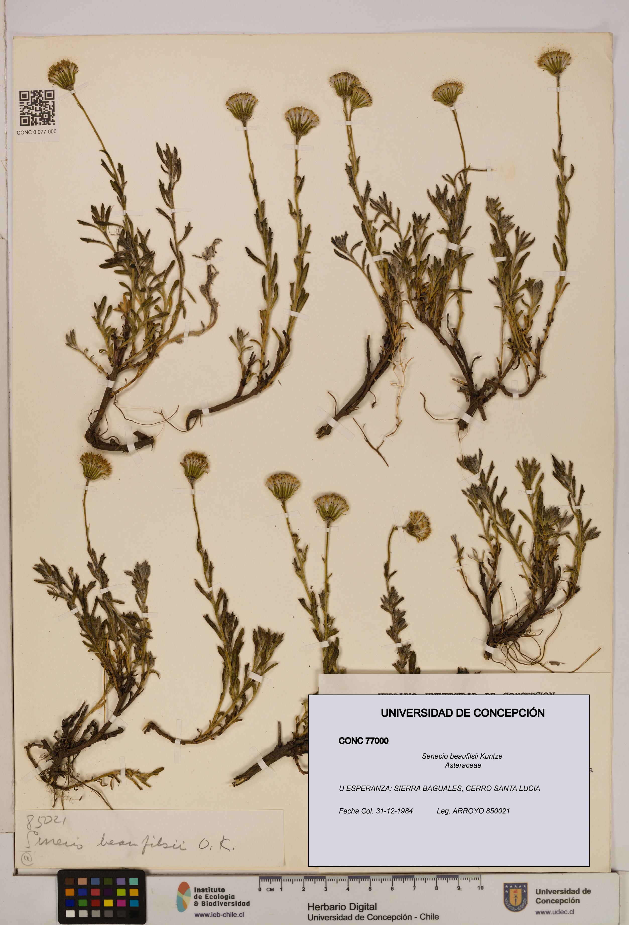 Senecio beaufilsii [Espécimen: UDEC:CONC:0077000]