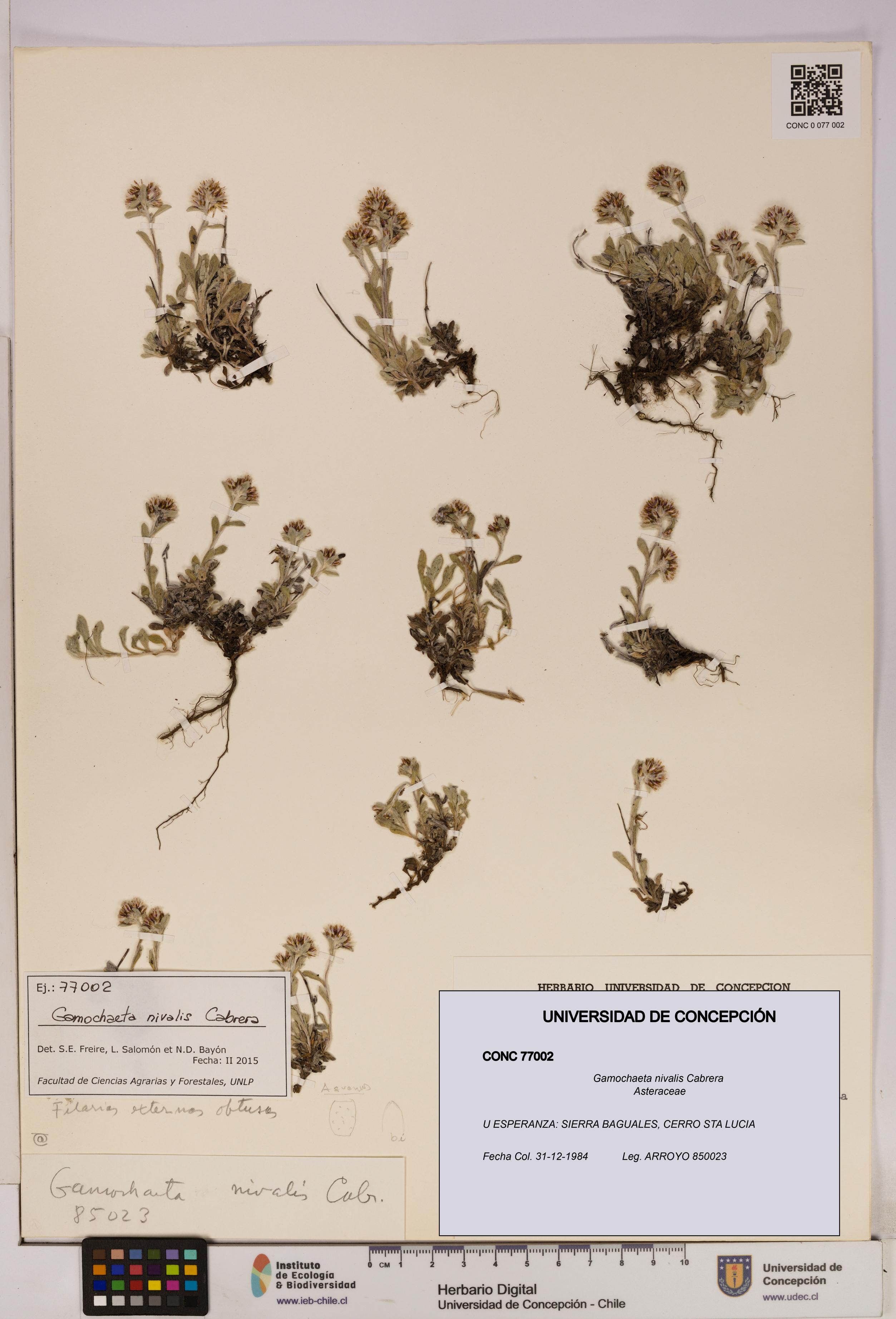 Gamochaeta nivalis [Espécimen: UDEC:CONC:0077002]