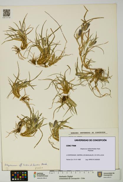 Alopecurus heleochloides [Espécimen: UDEC:CONC:0077008]