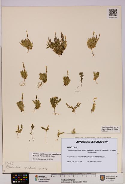 Gentiana gayi [Espécimen: UDEC:CONC:0077012]