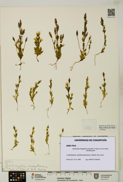 Gentianella magellanica [Espécimen: UDEC:CONC:0077013]