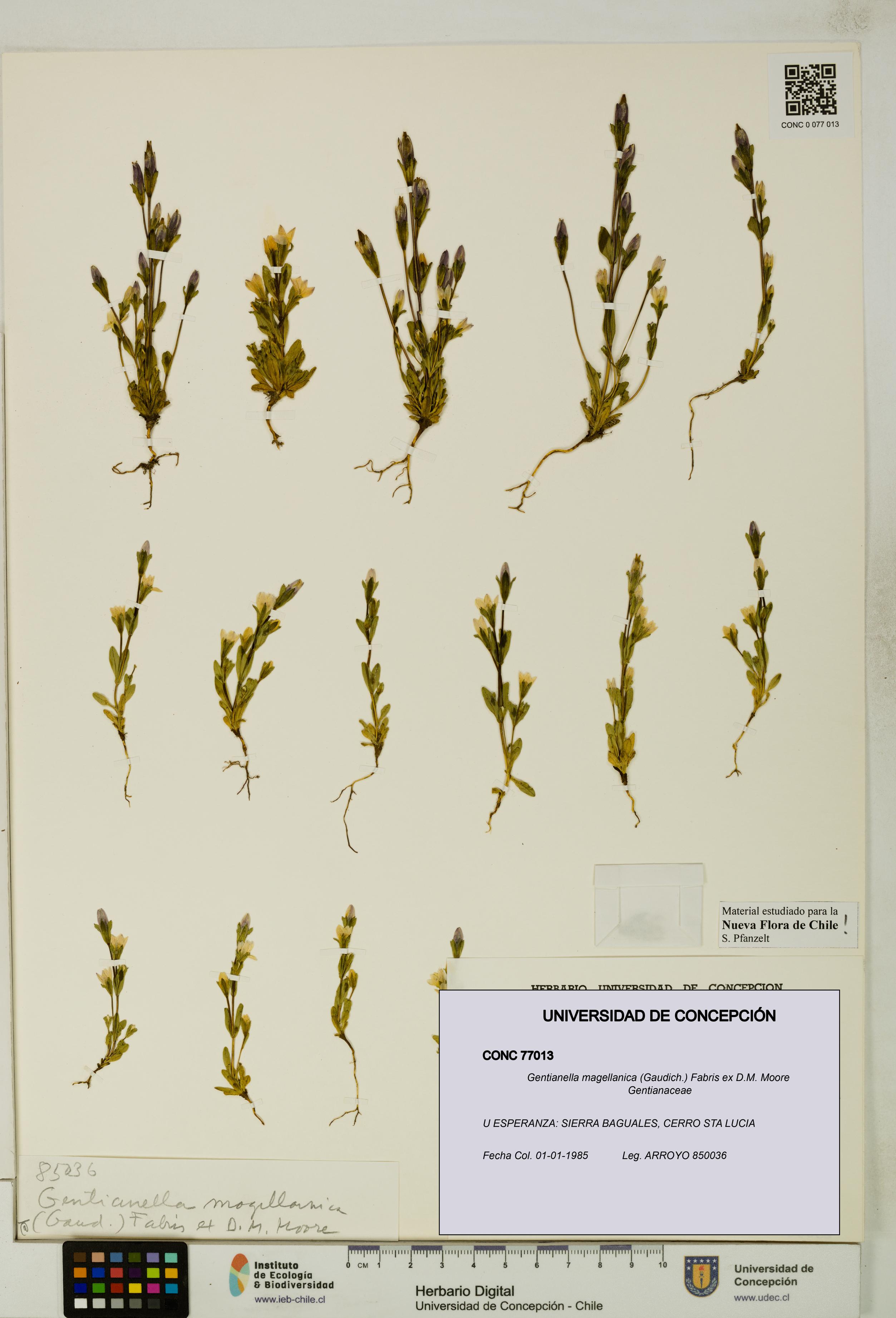 Gentianella magellanica [Espécimen: UDEC:CONC:0077013]