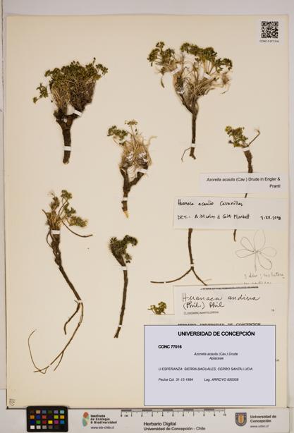 Azorella acaulis [Espécimen: ]