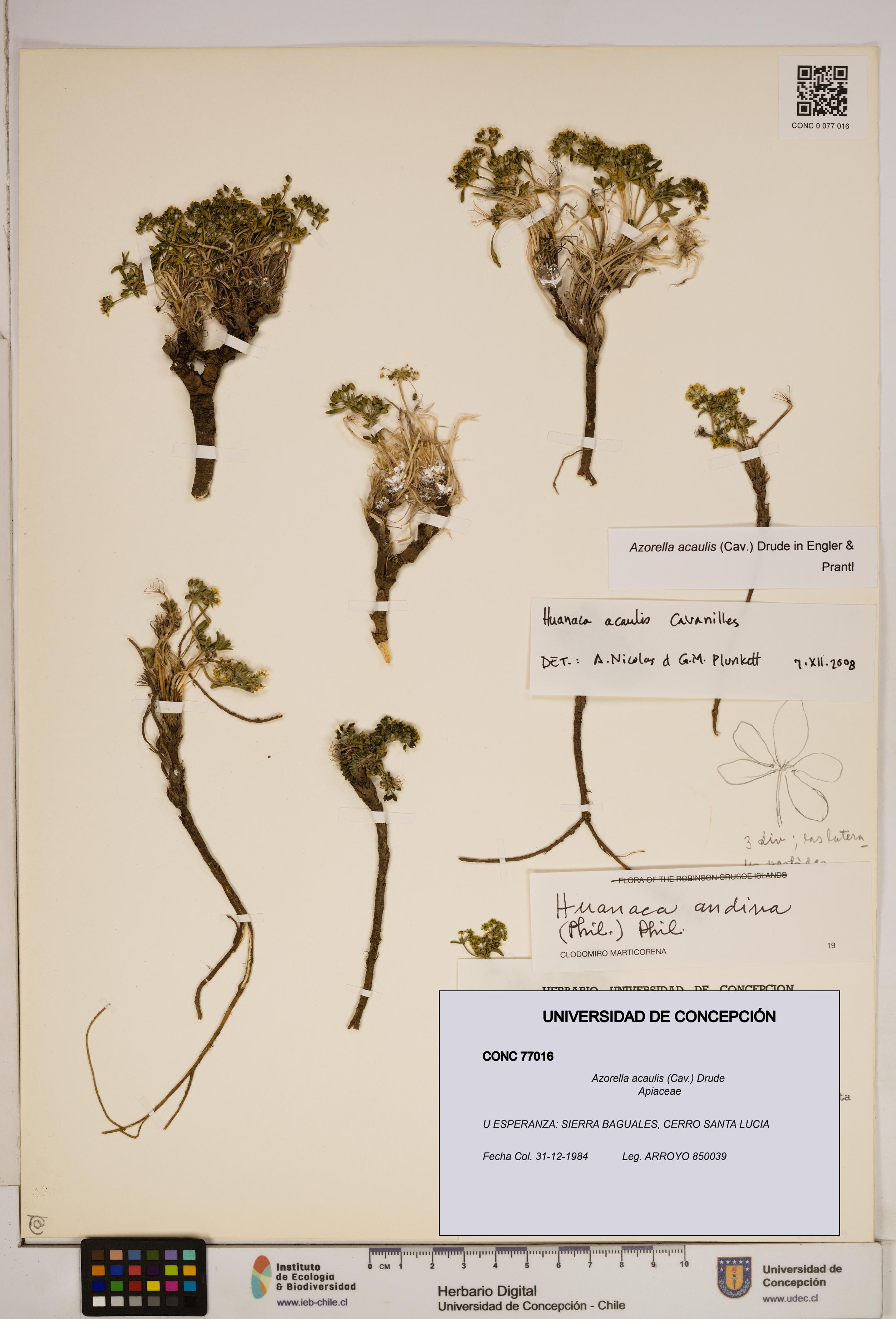 Azorella acaulis [Espécimen: ]