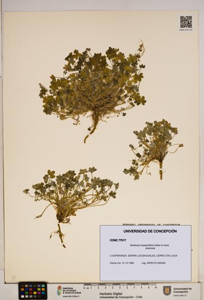 Bowlesia tropaeolifolia [Espécimen: ]
