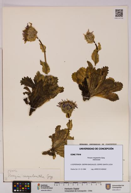 Perezia megalantha [Espécimen: UDEC:CONC:0077019]